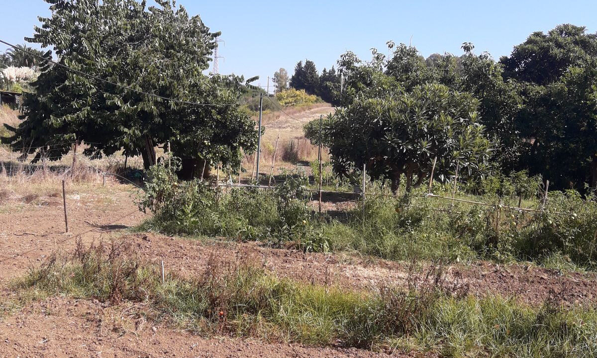 Finca - Cortijo for sale in Málaga Estepona Costa del Sol Spain - Jacques Olivier Marbella